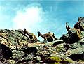 Hunting ibex. Ibex hunting in Kyrgyzstan
