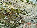 <strong>Hunting ibex. Ibex hunting in Kyrgyzstan</strong>