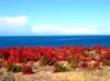 Pictures of Issyk-Kul