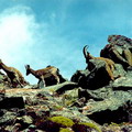 Pictures of Kyrgyzstan nature
