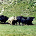 Pictures of Kyrgyzstan nature