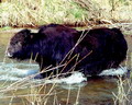 Pictures of Kyrgyzstan nature