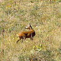 Pictures of Kyrgyzstan nature
