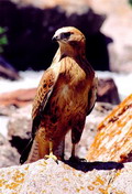 Pictures of Kyrgyzstan nature